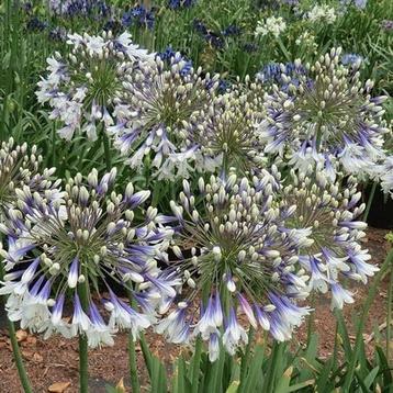 Agapanthus "Fireworks" 3L beschikbaar voor biedingen