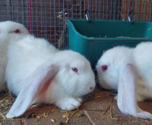 franse hangoren, Dieren en Toebehoren, Konijnen, Groot, Meerdere dieren, 0 tot 2 jaar, Hangoor