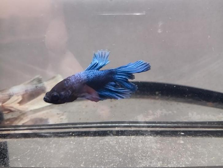 Betta man LEES BESCHRIJVING, Dieren en Toebehoren, Vissen | Aquariumvissen