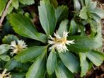 Pachysandra, Enlèvement ou Envoi