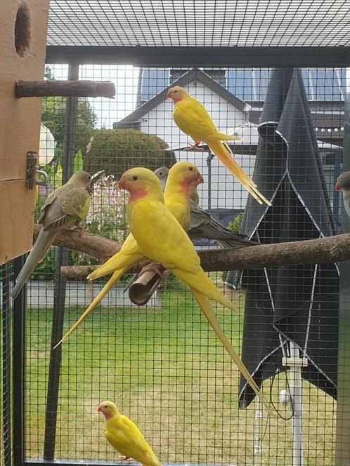 Princess of wales parkieten 2024/2025, Dieren en Toebehoren, Vogels | Parkieten en Papegaaien