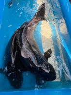 3 magoi koi tot 60 cm, Dieren en Toebehoren, Vissen | Vijvervissen