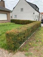 Sierhaag vermoedelijk japanse buxus, Tuin en Terras, Ophalen, Buxus, Haag