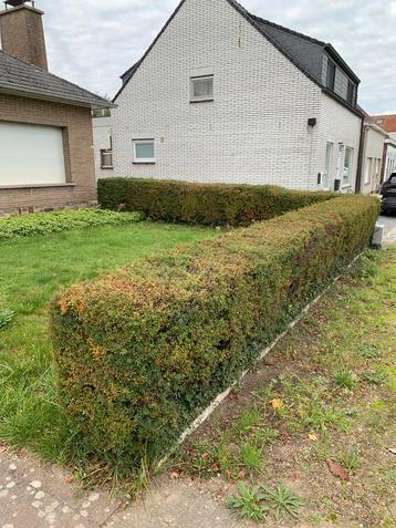 Sierhaag vermoedelijk japanse buxus beschikbaar voor biedingen