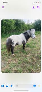 Poney, Dieren en Toebehoren, Pony's, Gechipt, Ruin, A pony (tot 1.17m), Onbeleerd