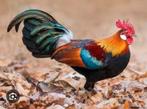 Rode kamhoen haan, Dieren en Toebehoren, Pluimvee