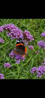 verbena bonariensis min 5 stengels, Ophalen