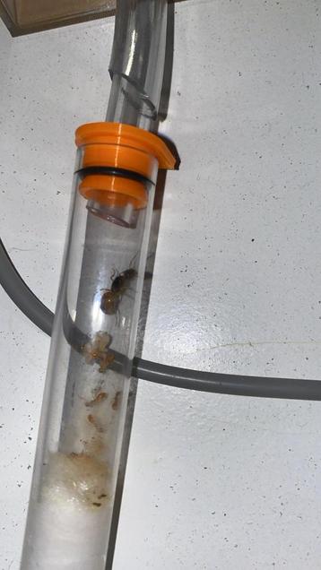 Camponotus Fedtschenkoi koningin met 1-5 werksters beschikbaar voor biedingen