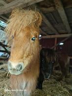 2 merrie veulens nl papieren, Dieren en Toebehoren, Merrie