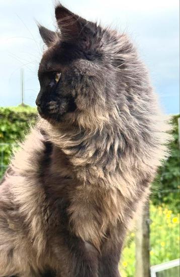 Black Smoke Main Coon poesje met stamboom! VERKOCHT!  beschikbaar voor biedingen