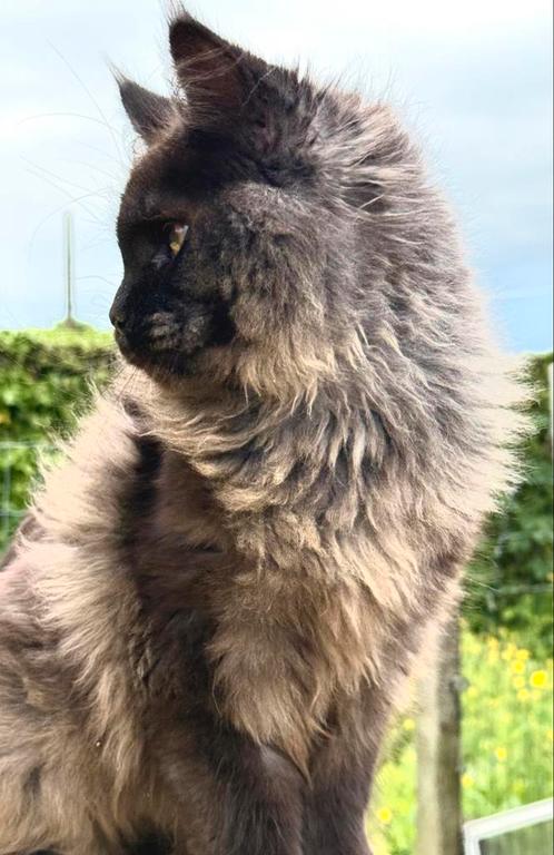 Black Smoke Main Coon poesje met stamboom! VERKOCHT!, Dieren en Toebehoren, Katten en Kittens | Raskatten | Langhaar, Poes, 0 tot 2 jaar