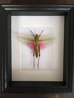 Véritable Sauterelle Exotique Chondracris Rosea Rosea Cadre, Collections, Collections Animaux, Insecte, Animal empaillé, Enlèvement ou Envoi