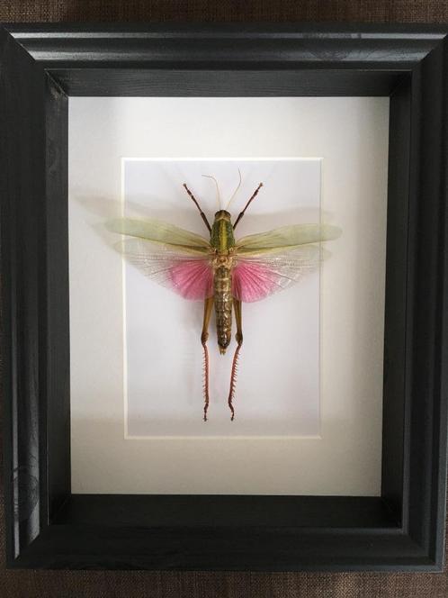 Véritable Sauterelle Exotique Chondracris Rosea Rosea Cadre, Collections, Collections Animaux, Neuf, Animal empaillé, Insecte