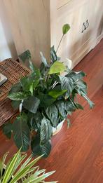 Kamerplant 5euro zonder pot., Ophalen