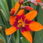 Crocosmia Emily Mckenzie, Tuin en Terras, Planten | Tuinplanten, Ophalen, Halfschaduw