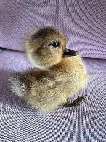 Taxidermie Opgezet Eendje Duck - Steen en Been beschikbaar voor biedingen