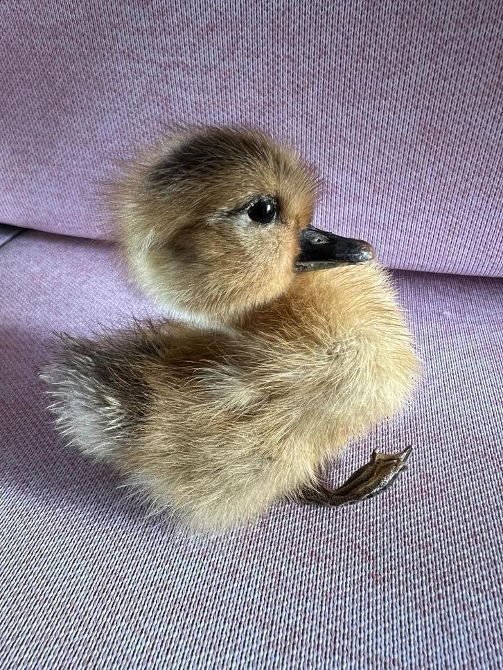 Taxidermie Opgezet Eendje Duck - Steen en Been, Verzamelen, Dierenverzamelingen, Zo goed als nieuw, Opgezet dier, Vogel, Ophalen of Verzenden