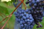 Blauwe druiven, Ophalen of Verzenden
