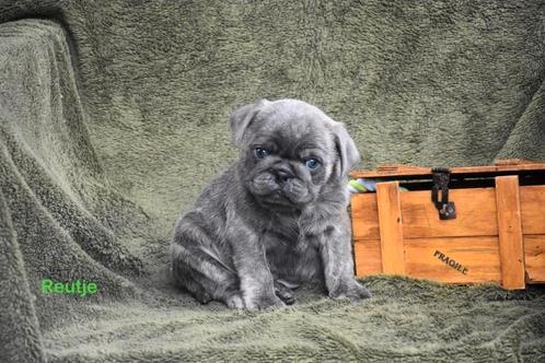 Prachtige Mops pup, Dieren en Toebehoren, Honden | Bulldogs, Pinschers en Molossers, Reu, Overige rassen, Fokker | Professioneel
