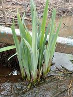 Vijverplant, filterplant gele iris, Tuin en Terras, Ophalen of Verzenden, Zo goed als nieuw