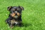 Yorkshire terrier pup, Dieren en Toebehoren, Yorkshire Terriër, 8 tot 15 weken, Buitenland, CDV (hondenziekte)