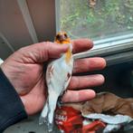 Majoor putter 25, Mâle, Bagué