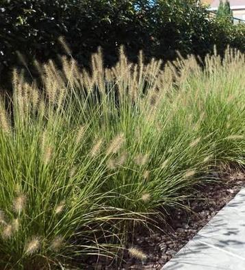 Pennisetum hameln beschikbaar voor biedingen