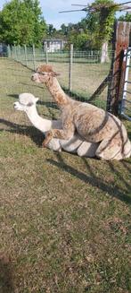 Alpaca merrie, Juli, Vrouwelijk