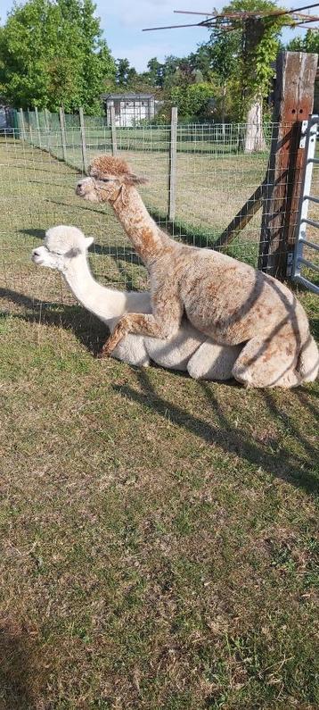 Alpaca merrie beschikbaar voor biedingen