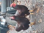 Rhode island red hanen, Dieren en Toebehoren