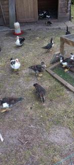 jonge barbarie / barberie eenden, Meerdere dieren, Eend