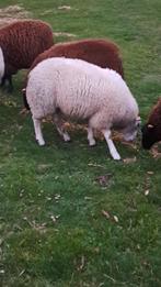 Jonge dek Ram, Dieren en Toebehoren, Schapen, Geiten en Varkens, Mannelijk, Schaap, 0 tot 2 jaar