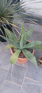 Agave americana, Ophalen of Verzenden