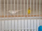 Très beau Couple canaris raza espagnol, Vrouwelijk