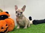 Franse Bulldog pups, Dieren en Toebehoren, Honden | Bulldogs, Pinschers en Molossers, België, 8 tot 15 weken, CDV (hondenziekte)