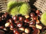 Castanea heerlijke eetbare tamme kastanjes in soorten, Plein soleil, Printemps, Enlèvement ou Envoi, Plantes fruitières