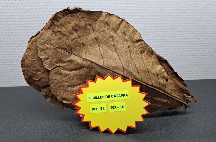 Feuilles de catappa pour aquarium, Dieren en Toebehoren, Vissen | Aquaria en Toebehoren, Nieuw, Overige typen, Ophalen of Verzenden