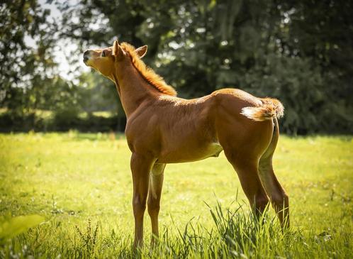 Merrie veulen quarter, Dieren en Toebehoren, Paarden, Merrie, Niet van toepassing, Minder dan 160 cm, 0 tot 2 jaar, Westernpaard