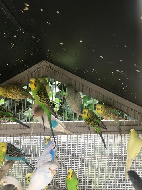 WINTERHARDE GRASPARKIETJES NU 18 EURO/KOPPEL, Dieren en Toebehoren, Vogels | Parkieten en Papegaaien, Parkiet, Meerdere dieren