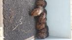 Cavia goud agouti, Dieren en Toebehoren, Knaagdieren, Cavia, Augustus, Mannelijk, Tam