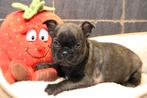 Franse Bulldog pup, Parvo, België, 8 tot 15 weken, Teef
