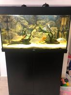 Aquarium juwel, Dieren en Toebehoren, Ophalen, Zo goed als nieuw, Gevuld zoetwateraquarium