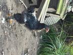 Enkele jonge brahma hanen, Dieren en Toebehoren, Pluimvee, Mannelijk, Kip