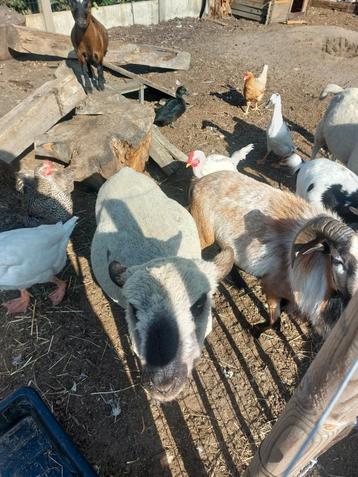 Lieve hampshire ram beschikbaar voor biedingen