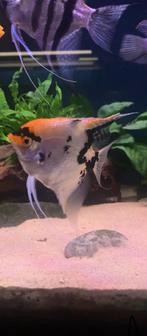 Koppel maanvissen, Dieren en Toebehoren, Vissen | Aquariumvissen