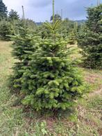 kerstdennen Nordmann van 1.00 meter tot 6.00 meter, Ophalen of Verzenden