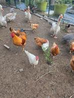 5 wit leghorn, Dieren en Toebehoren, Pluimvee