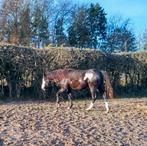 Overo merrie, Dieren en Toebehoren, Merrie, M