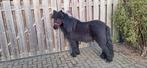 Mini shetlander kinder pony, Dieren en Toebehoren, Hengst, M