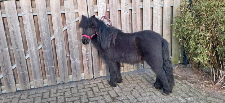 Mini shetlander kinder pony, Dieren en Toebehoren, Pony's, Hengst, M